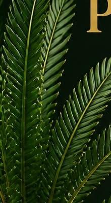 Plants at the Cycad Newbies nursery 3
