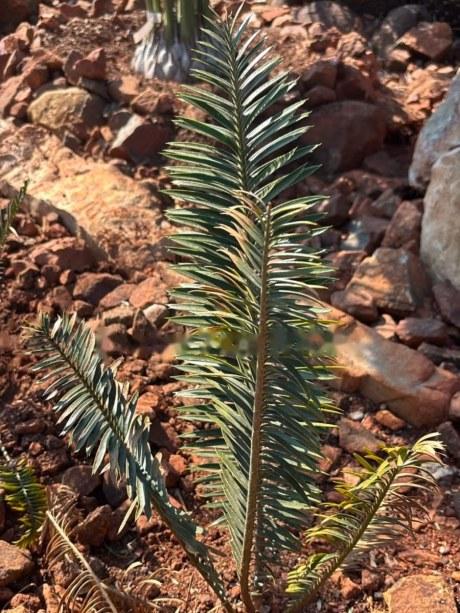 A young Encephalartos afer growing in red rock