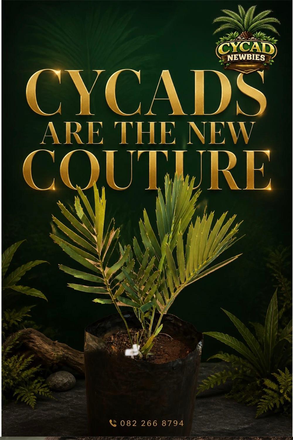 Cycads are the new couture