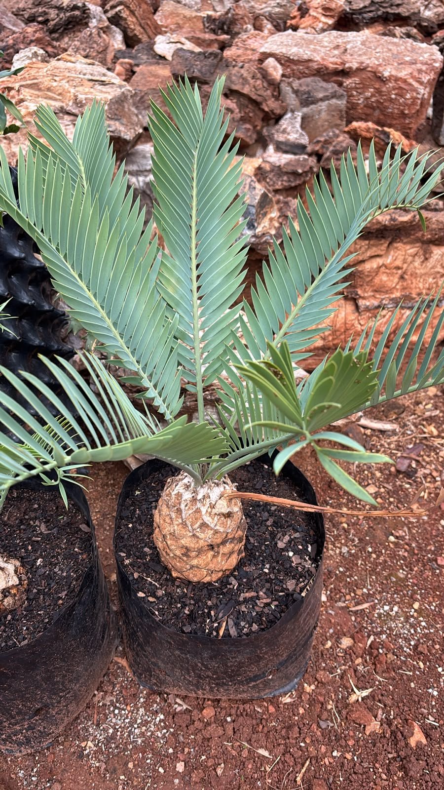 Encephalartos princeps