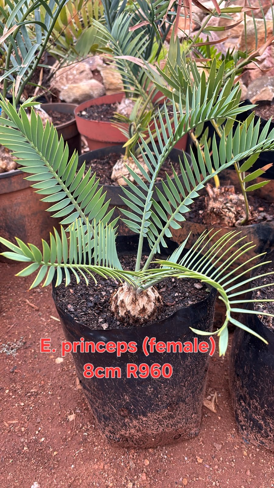 Encephalartos princeps