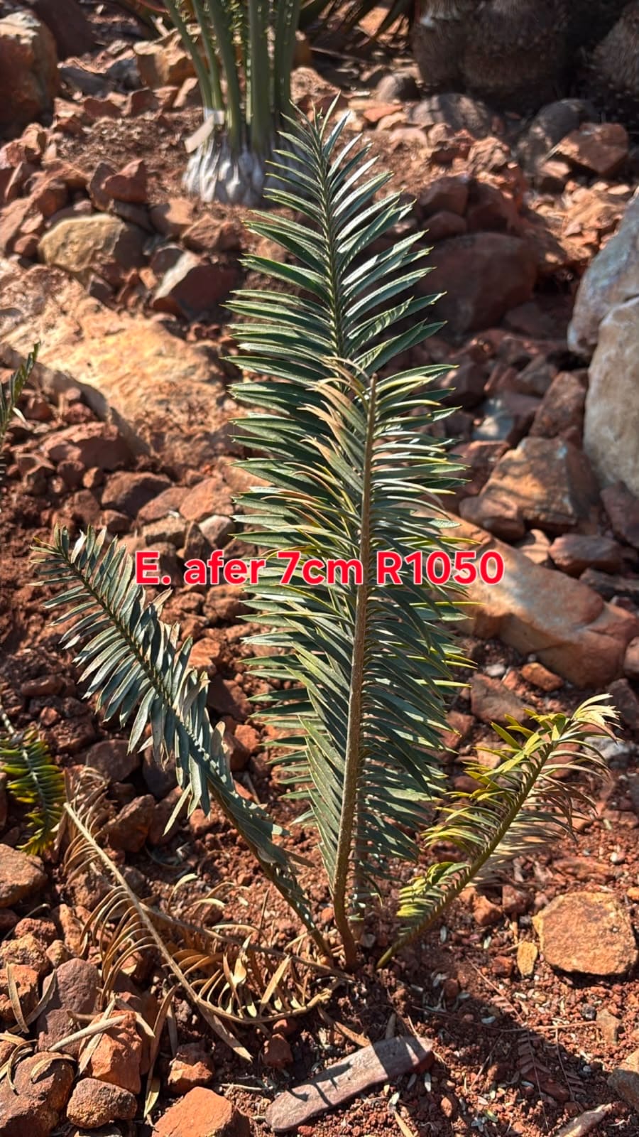 Encephalartos afer in the nursery