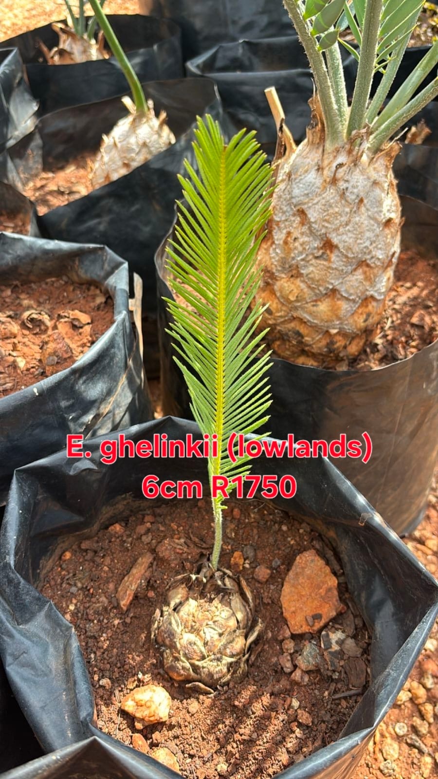 Encephalartos ghellinckii (lowlands) in the nursery