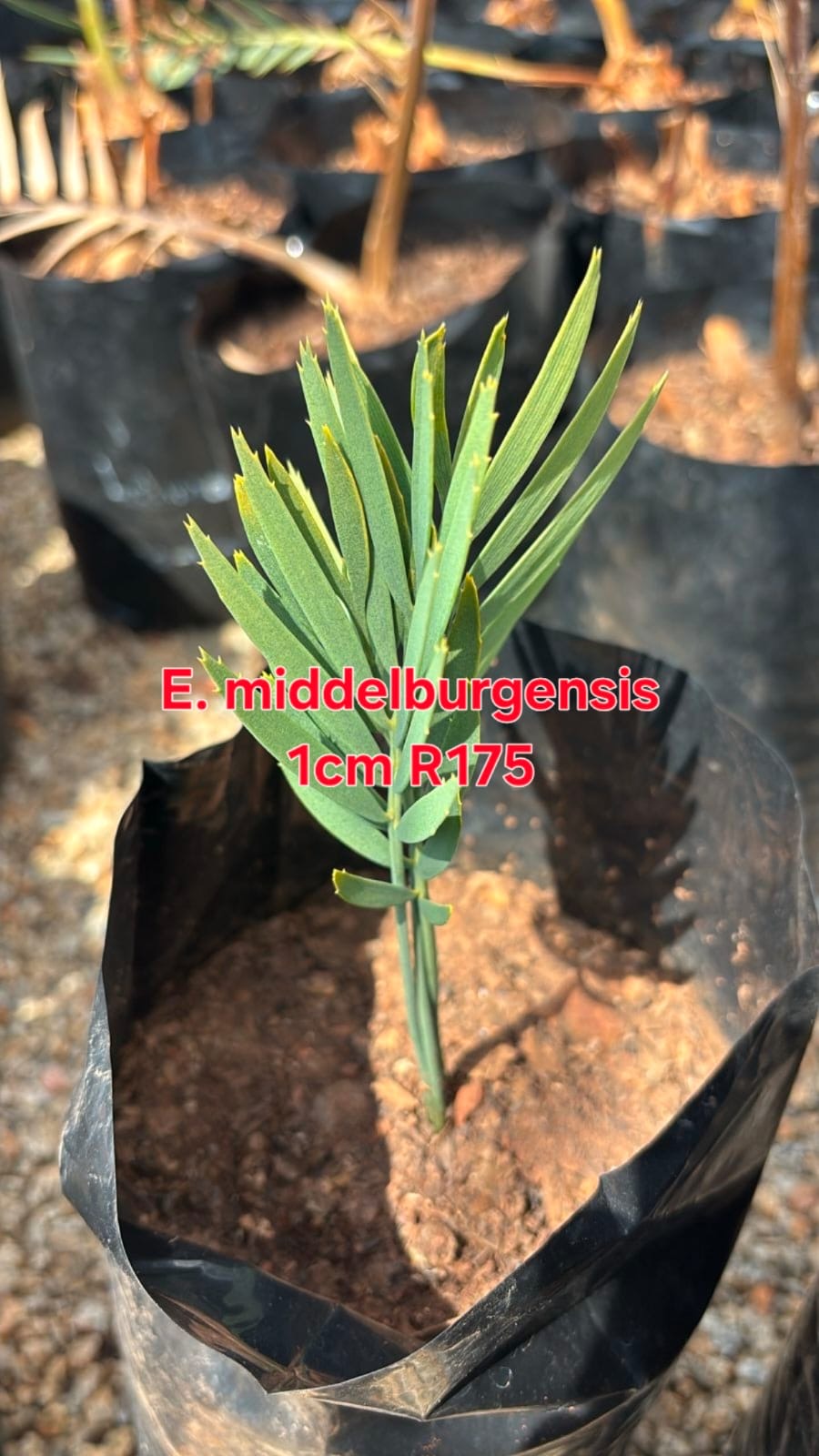 Encephalartos middelburgensis in the nursery